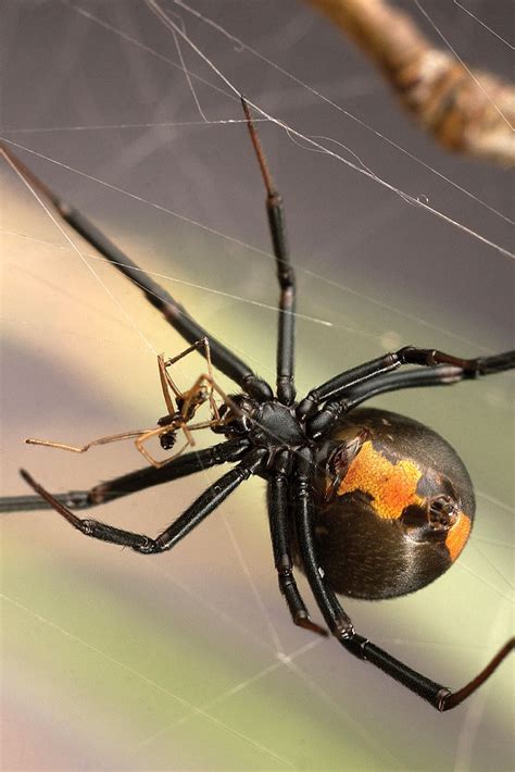 spiders that are similar to black widows